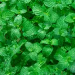 RELX MagicGo 4000 Mint (Green) - Image 2